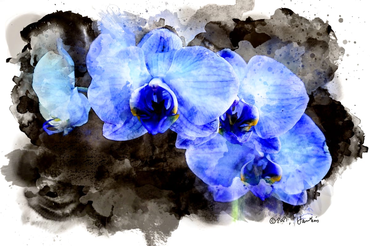 Blue Orchid Spray  Image: Spray of blue orchids against a dark background