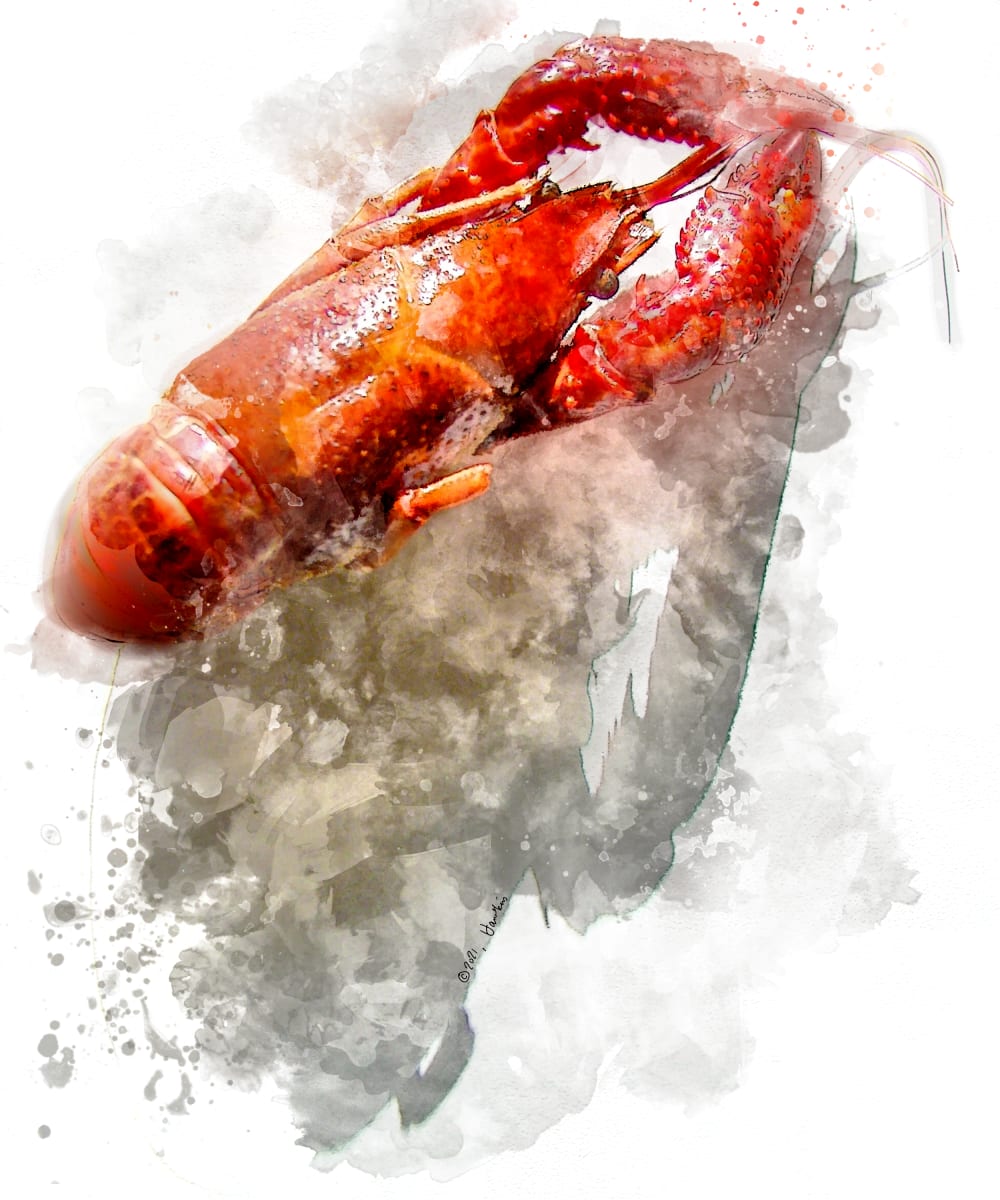 Crawdad Ready To Go  Image: One bright red crawdad against a white background, and its shadow
