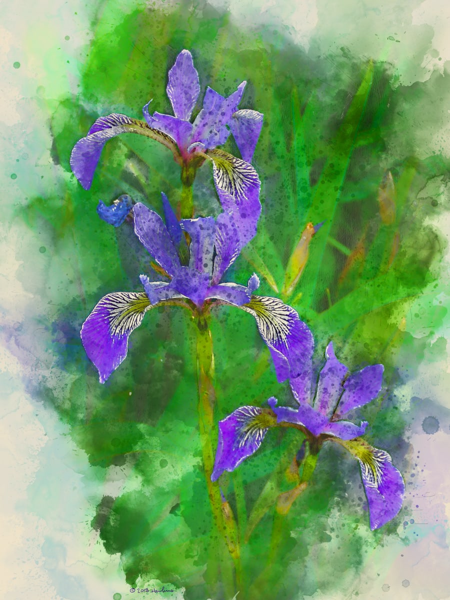 Iris Versicolor  Image: Three blue Iris Versicolor blossoms against vivid green vegetation