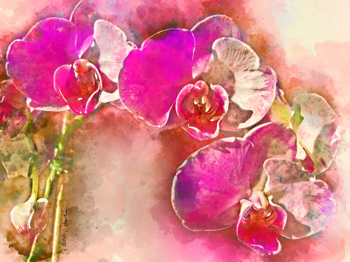 Magenta Orchids  Image: Spray of four magenta Phalaenopsis orchids