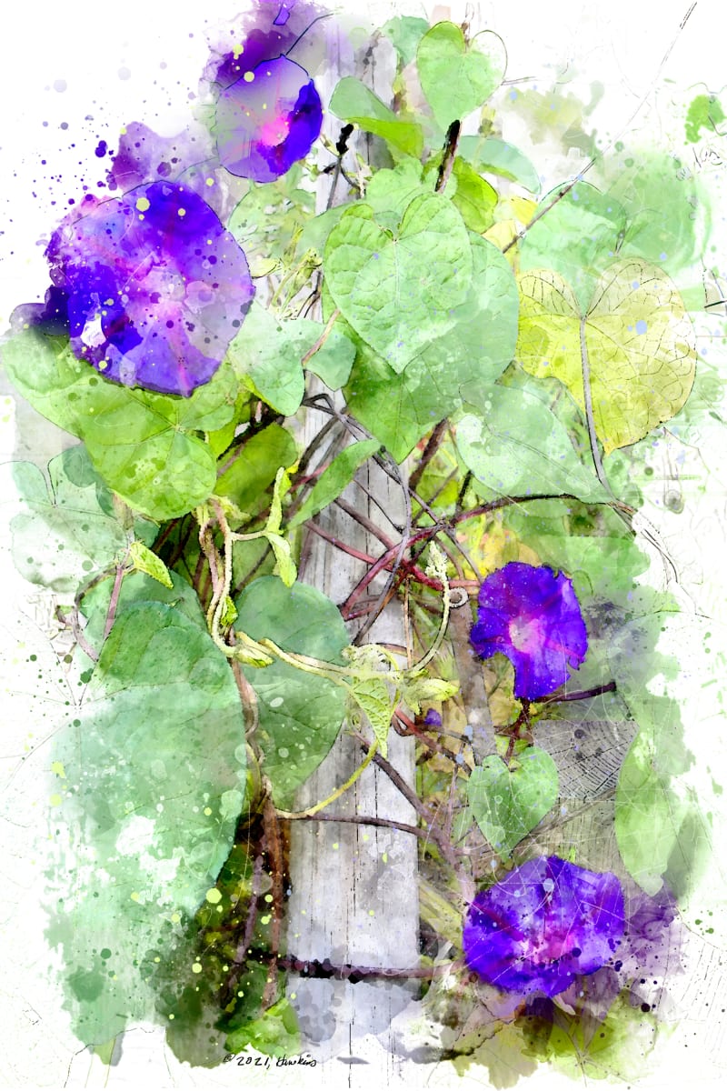 Violets and Greens  Image: Violet Morning Glory vine climbing up a wooden structure