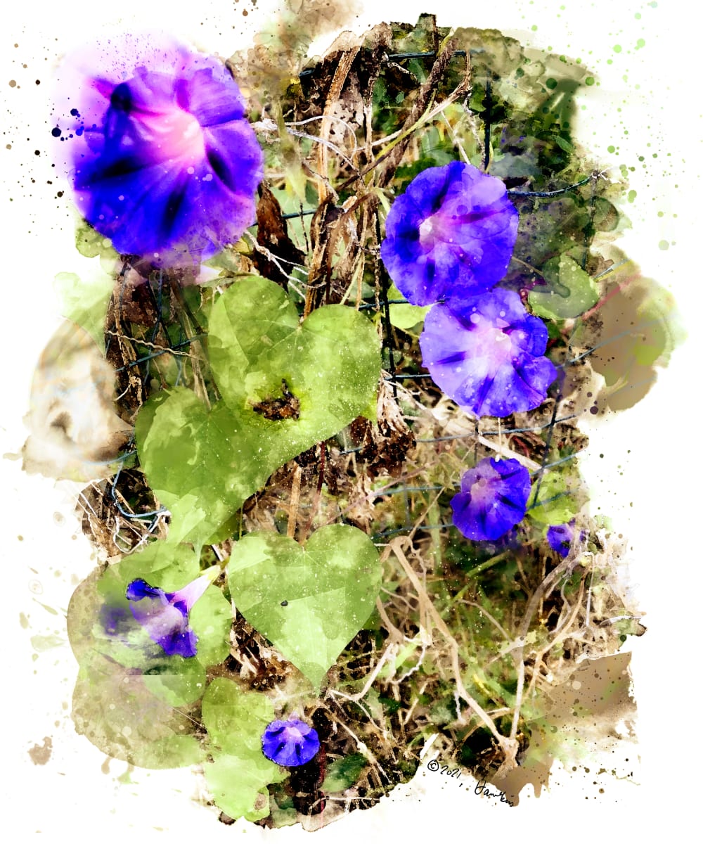 Susan's Morning Glories  Image: Several blue-violet Morning Glory blossoms from Susan's garden, October 2021