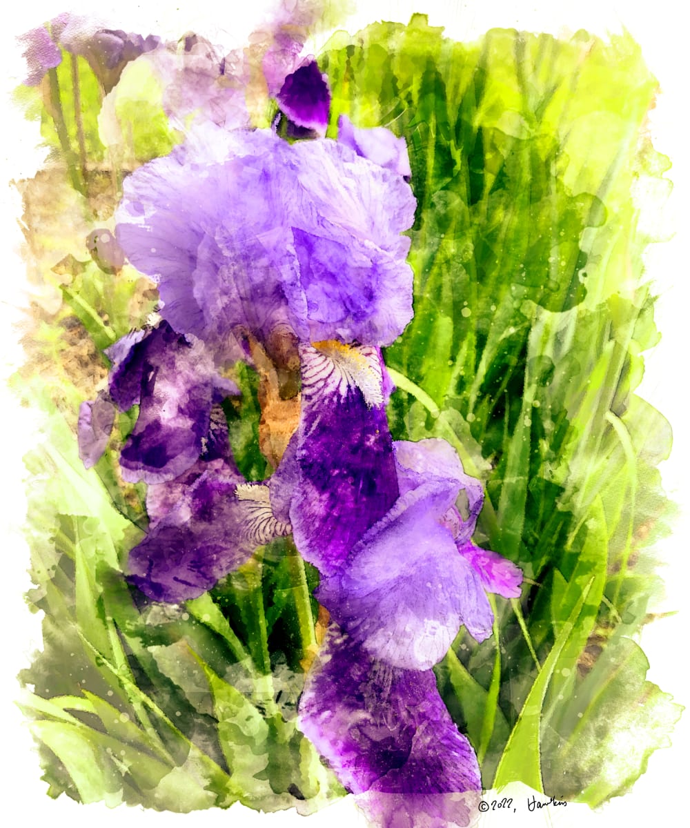 Bearded Iris  Image: A view of a bearded iris bloom, growing in a garden; reference photo by Karen LeClair