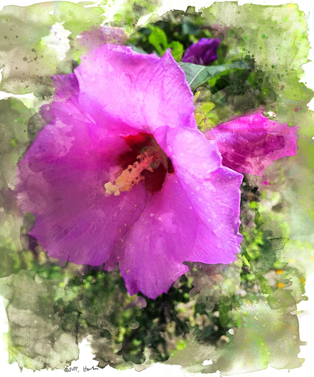 Pink Rose of Sharon  Image: One Rose of Sharon blossom amid greenery; reference photo by Karen LeClair