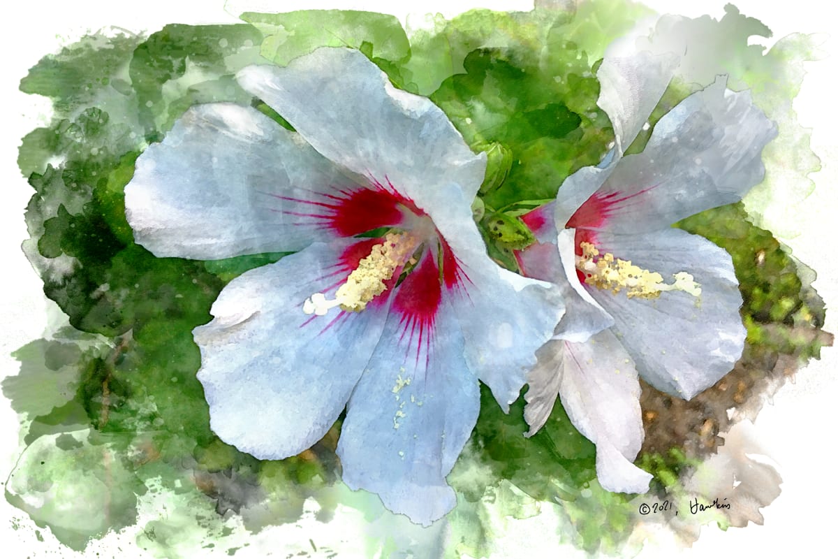 White Rose of Sharon  Image: A couple of white Rose of Sharon blooms; reference photo by Karen LeClair