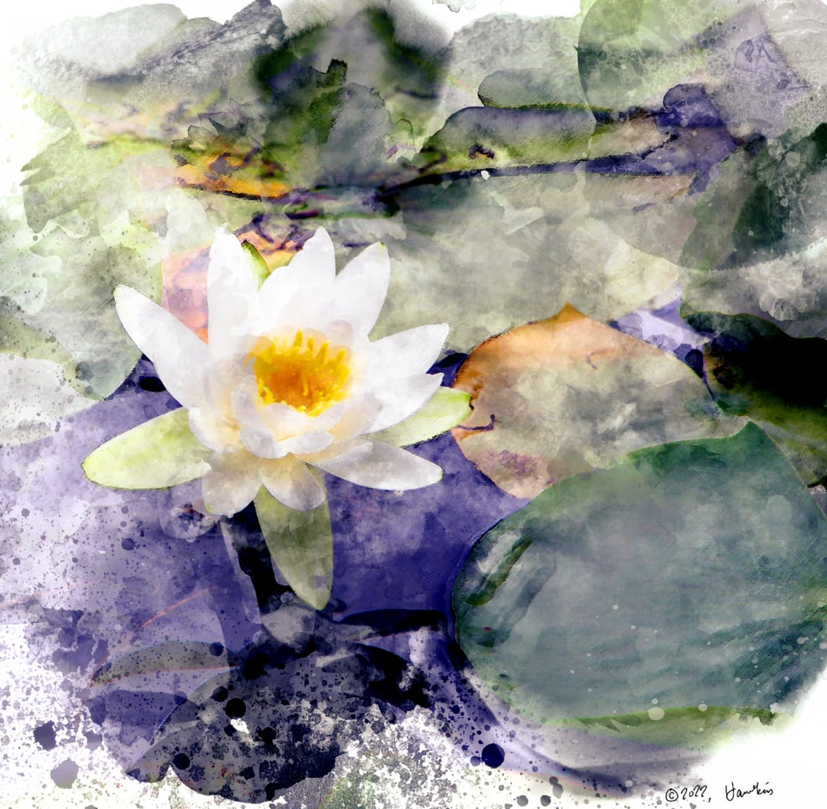Round Lake Water Lily  Image: Round Lake Water Lily