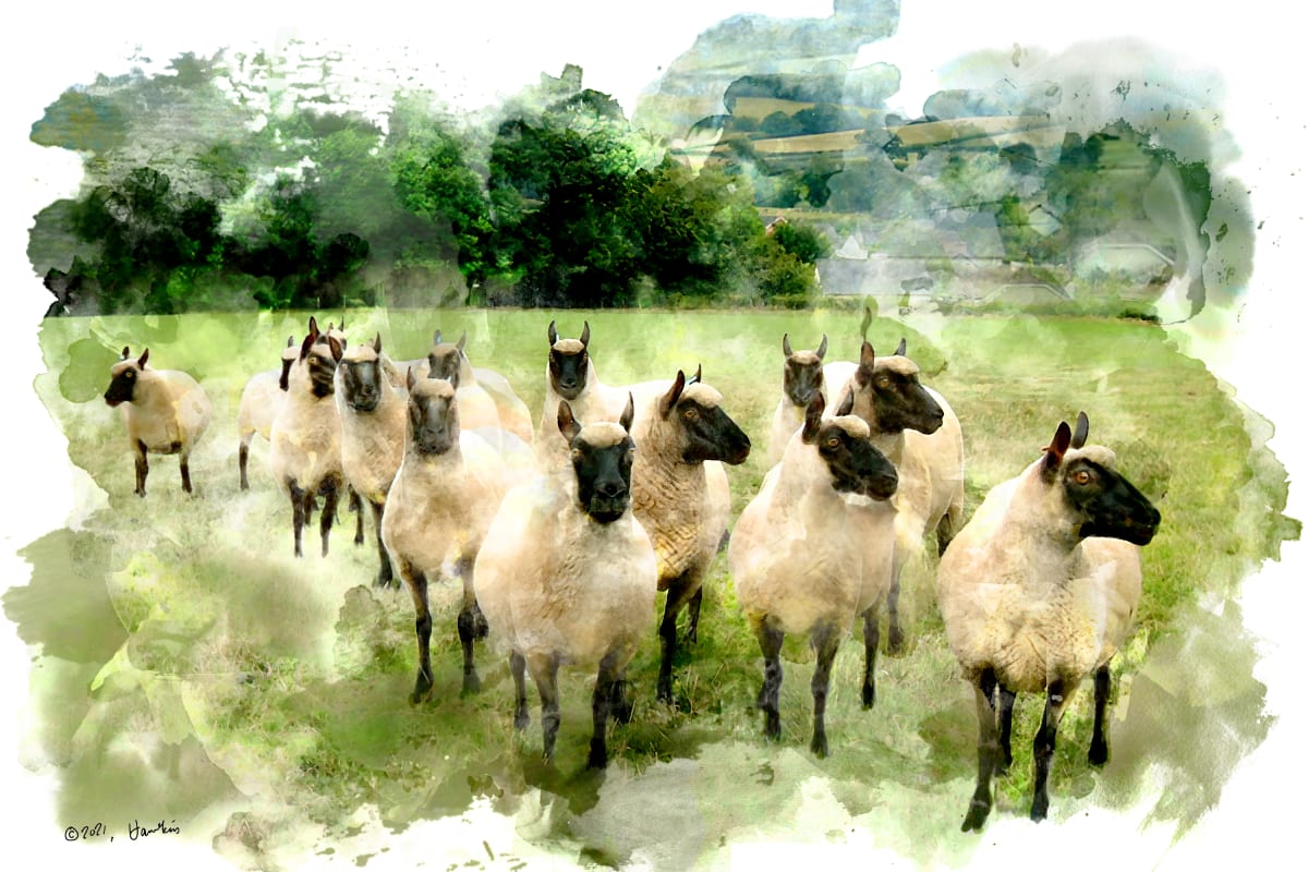 Clun Forest Sheep  Image: A flock of Clun Forest Sheep; reference photo by Azuschlag