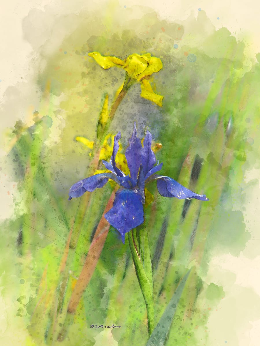 Yellow Iris, Blue Iris  Image: A Yellow Iris and a Blue Iris in a leafy background