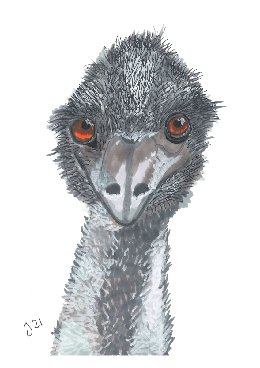 Dromaius the Emu  Image: Art Print