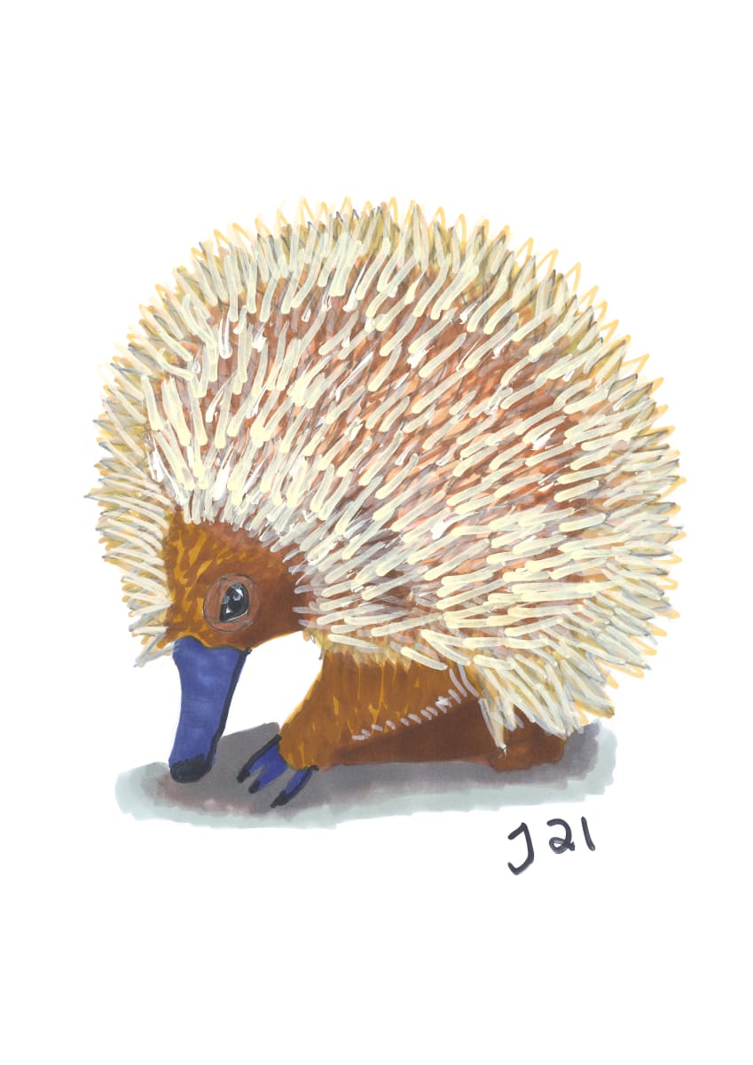 Tac the Echidna by Jenny Wood  Image: A4 art print