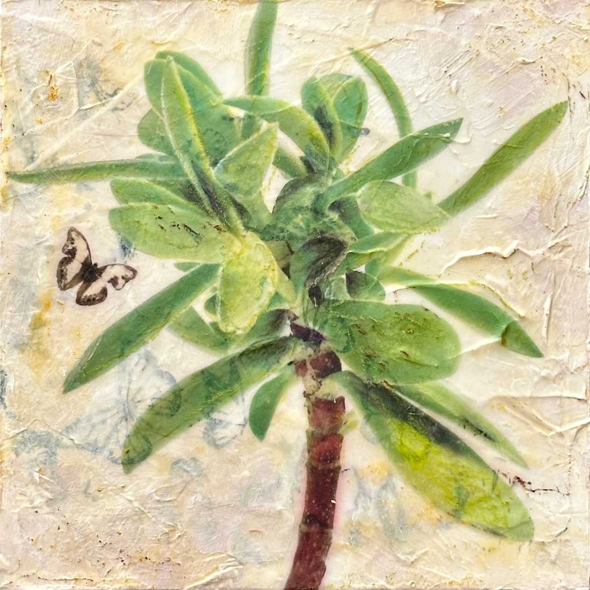 Doily Crassula (Crassula dejecta) by Judith Monroe 