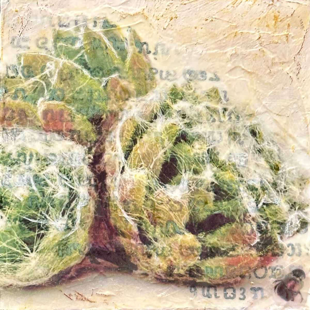 Cobweb Houseleek (Sempervivum arachnoideum) by Judith Monroe 