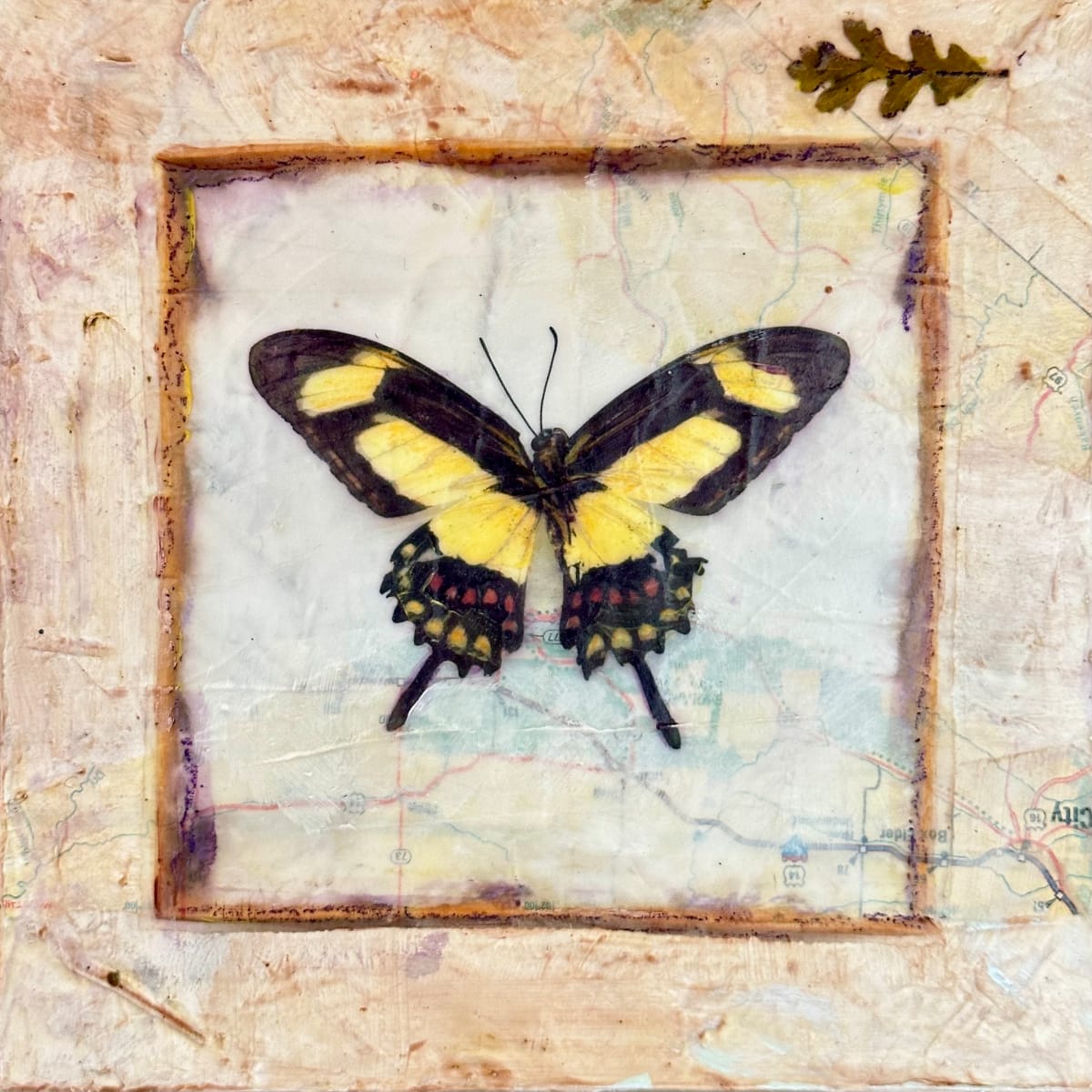 Butterfly Collection #12 by Judith Monroe 