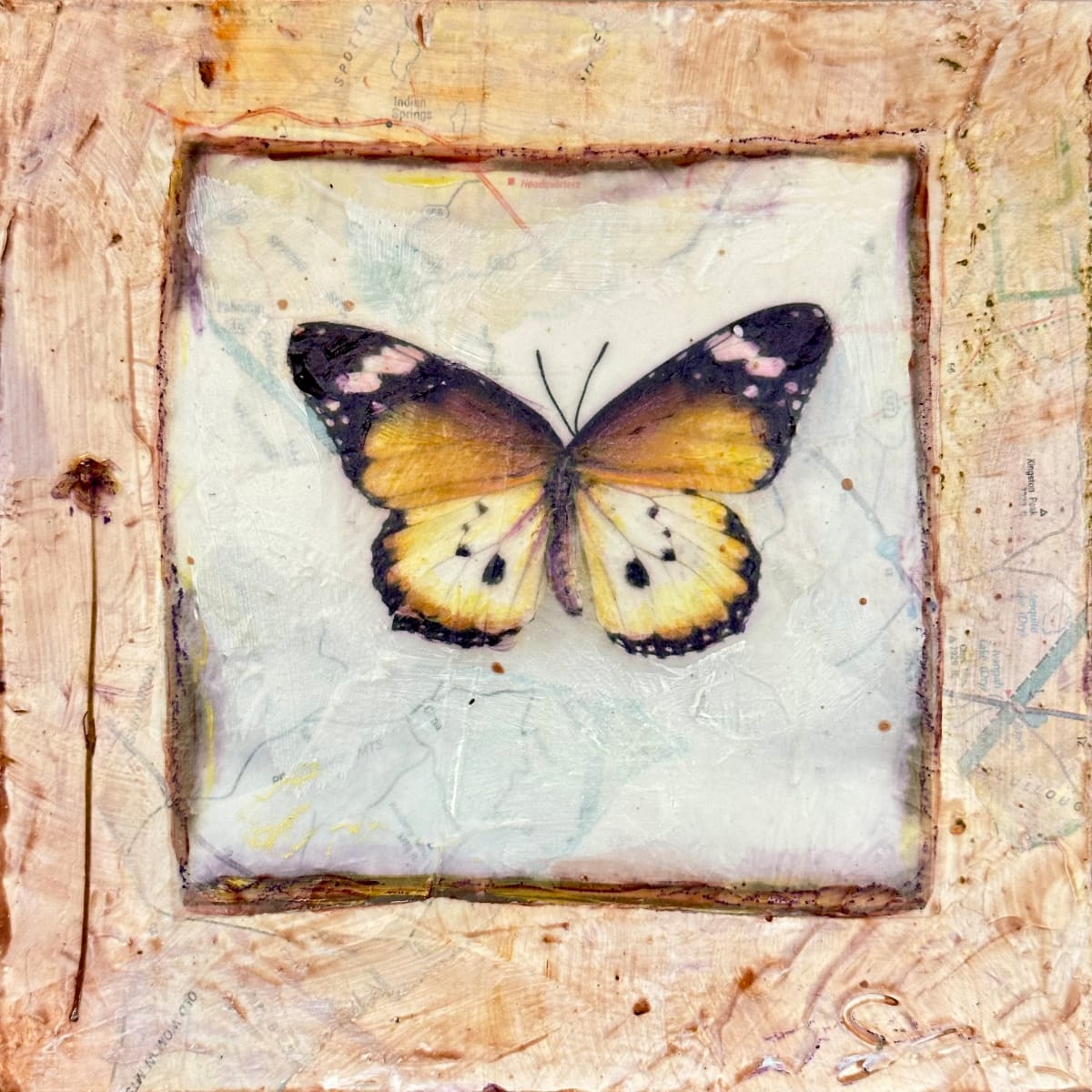 Butterfly Collection #13 by Judith Monroe 