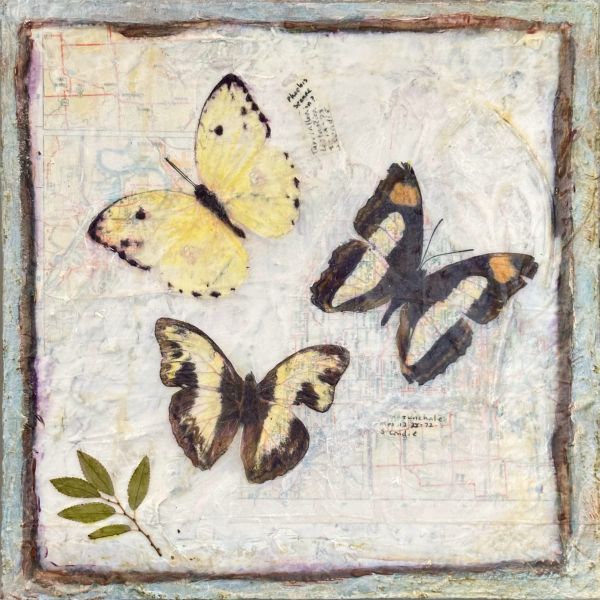 Butterfly Collection #15 by Judith Monroe 
