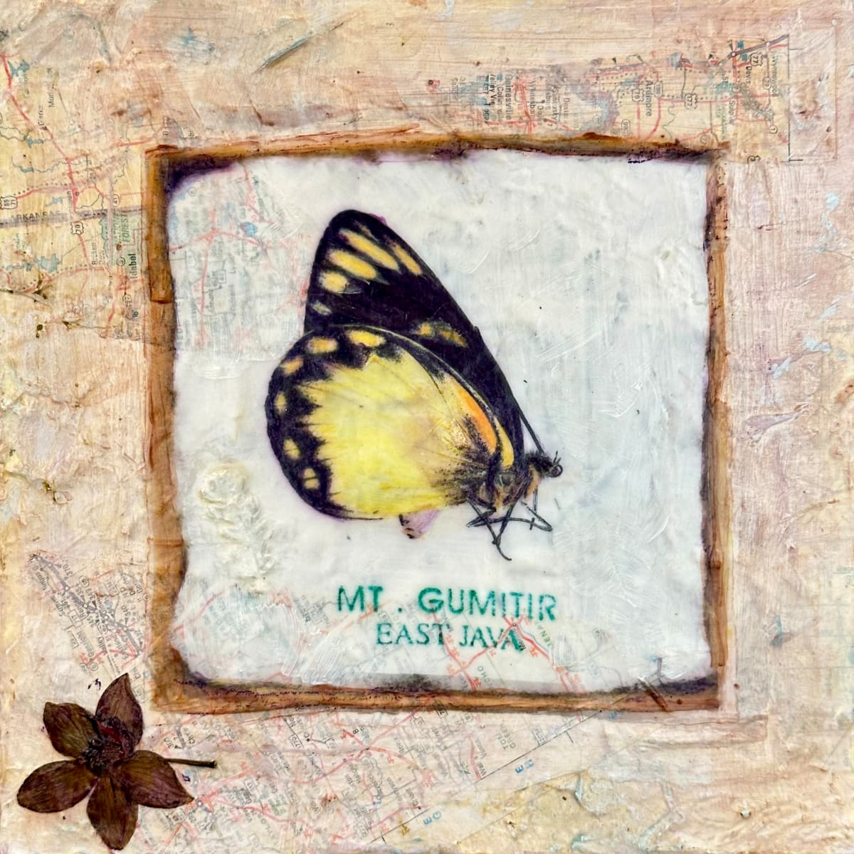 Butterfly Collection #16 by Judith Monroe 