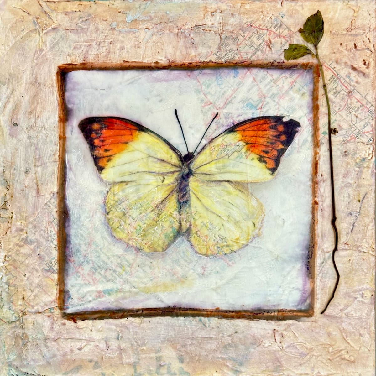Butterfly Collection #17 by Judith Monroe 
