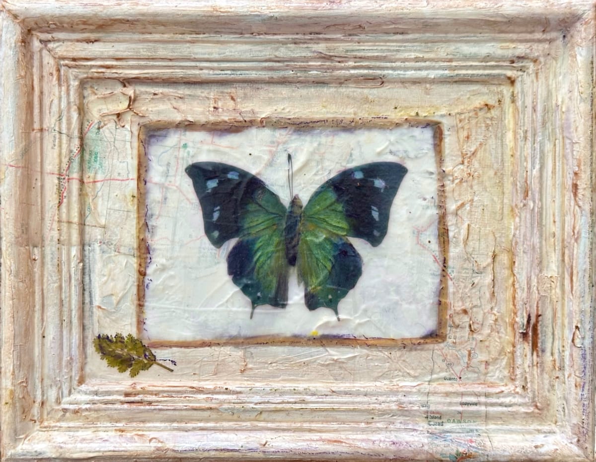 Butterfly Collection #18 by Judith Monroe 
