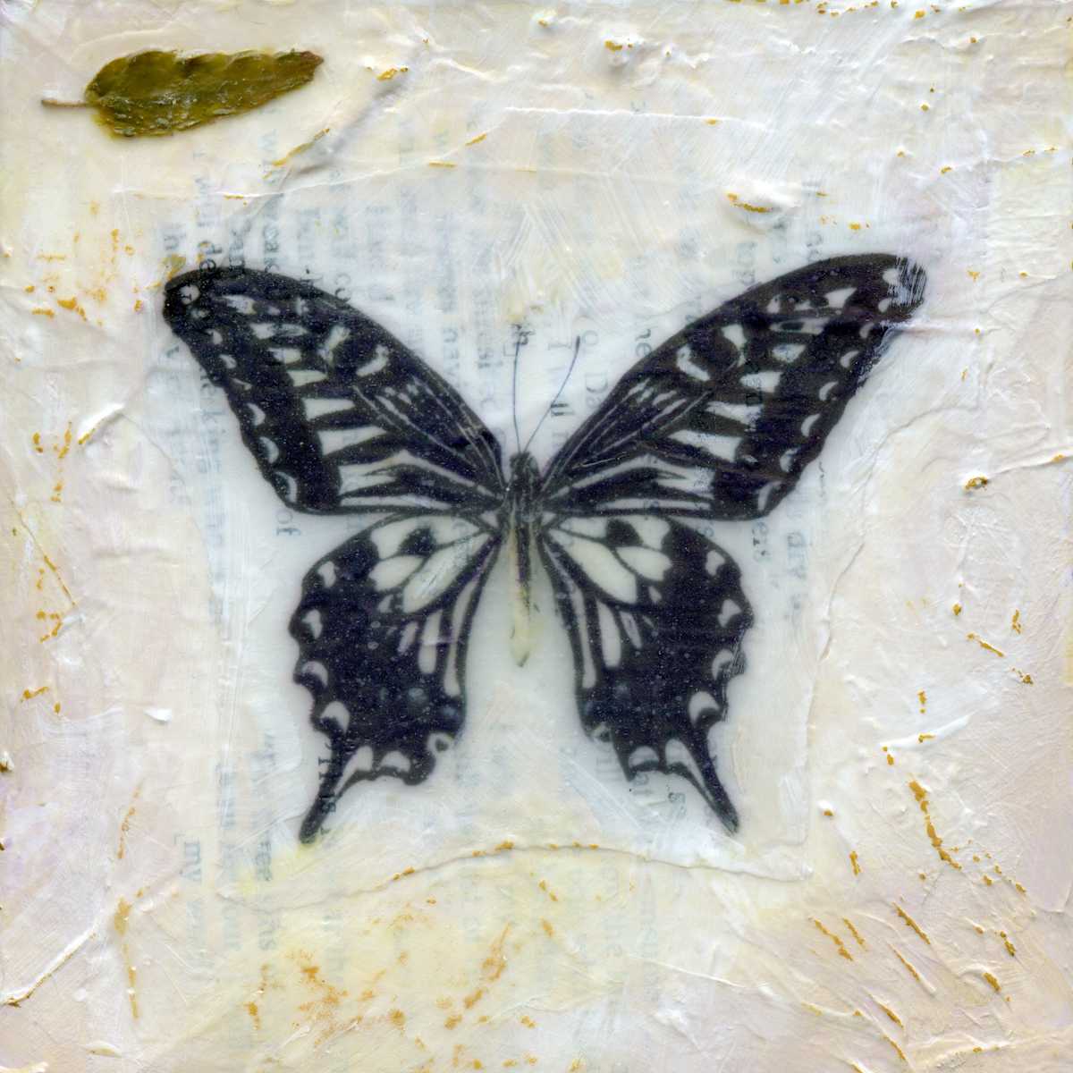 Butterfly Collection #19 by Judith Monroe 