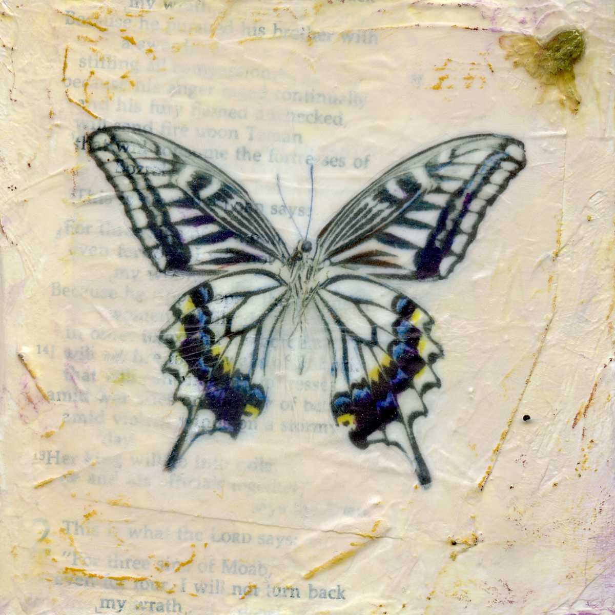 Butterfly Collection #20 by Judith Monroe 