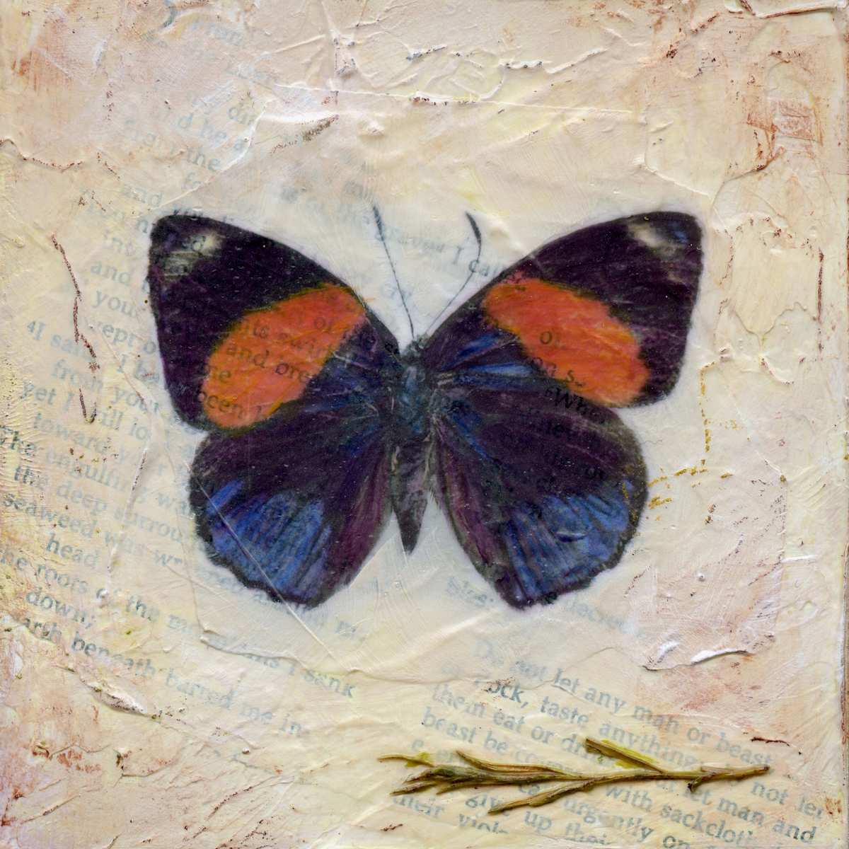 Butterfly Collection #22 by Judith Monroe 