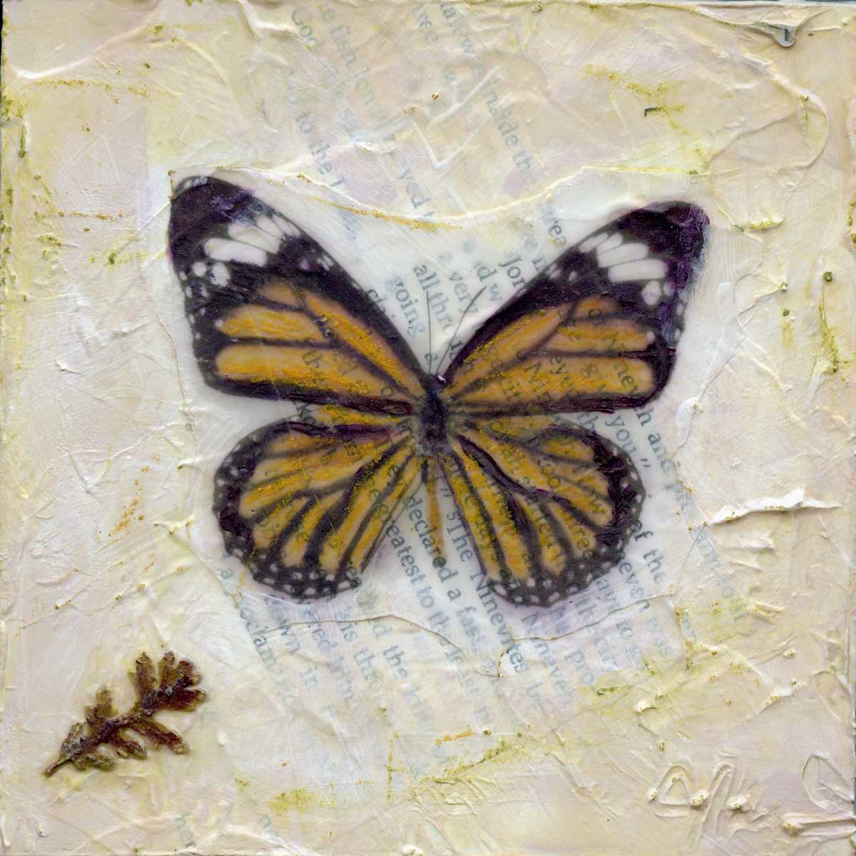 Butterfly  Collection #23 by Judith Monroe 