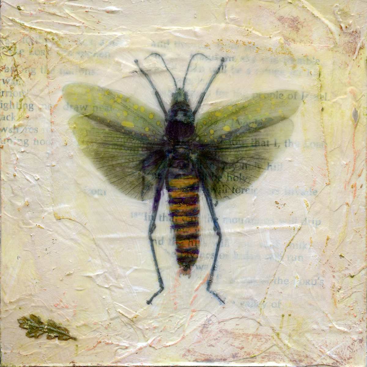 Entomology #6 by Judith Monroe 