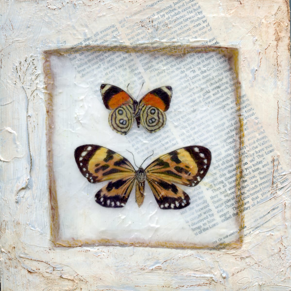 Butterfly Collection #1 by Judith Monroe 