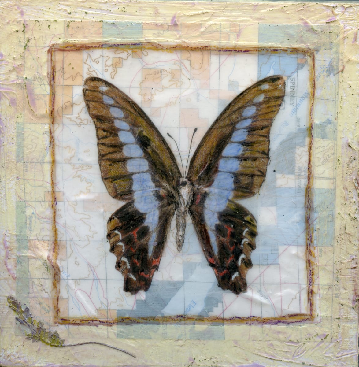 Butterfly Collection #4 by Judith Monroe 
