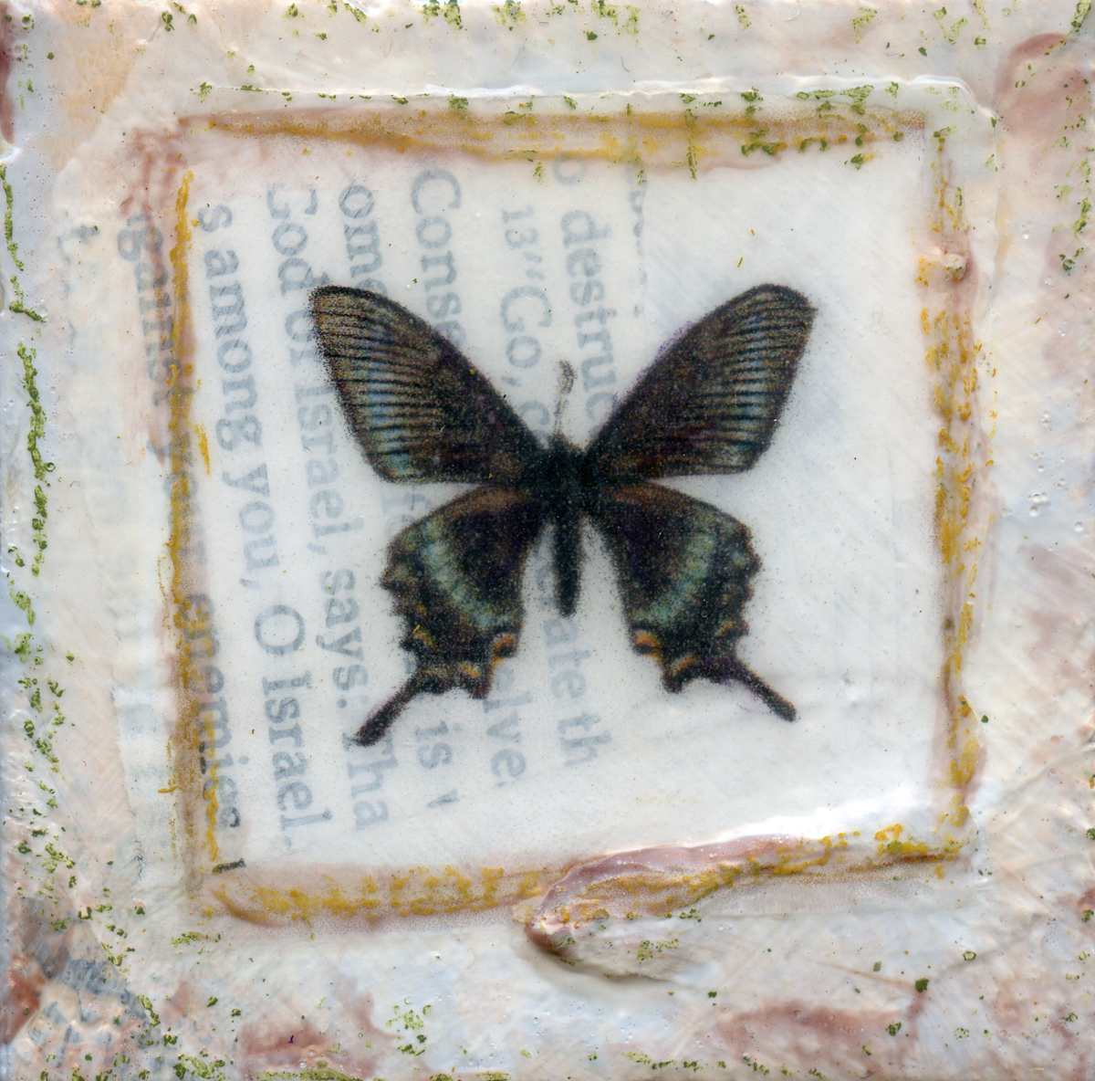 Mountain Blue Swallowtail by Judith Monroe 