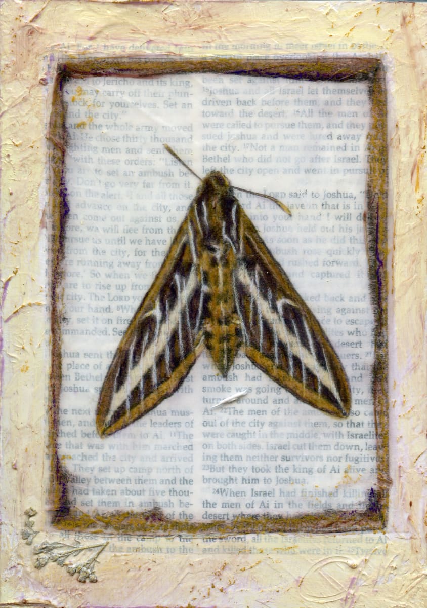 Entomology #1 by Judith Monroe 