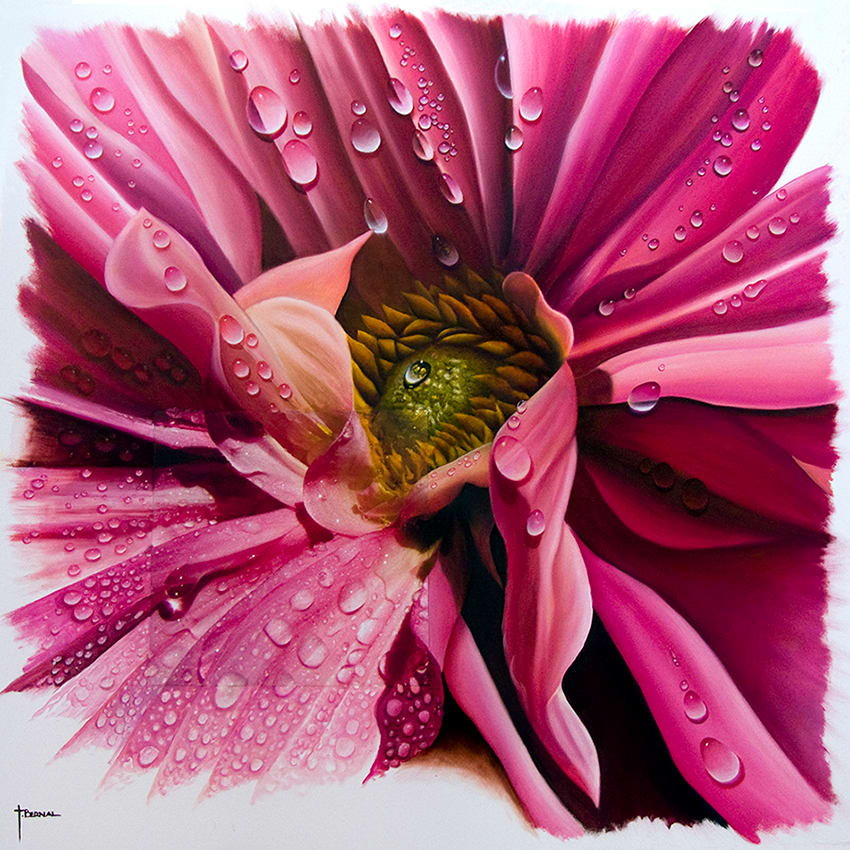 Pink Dahlia by Juan Bernal 