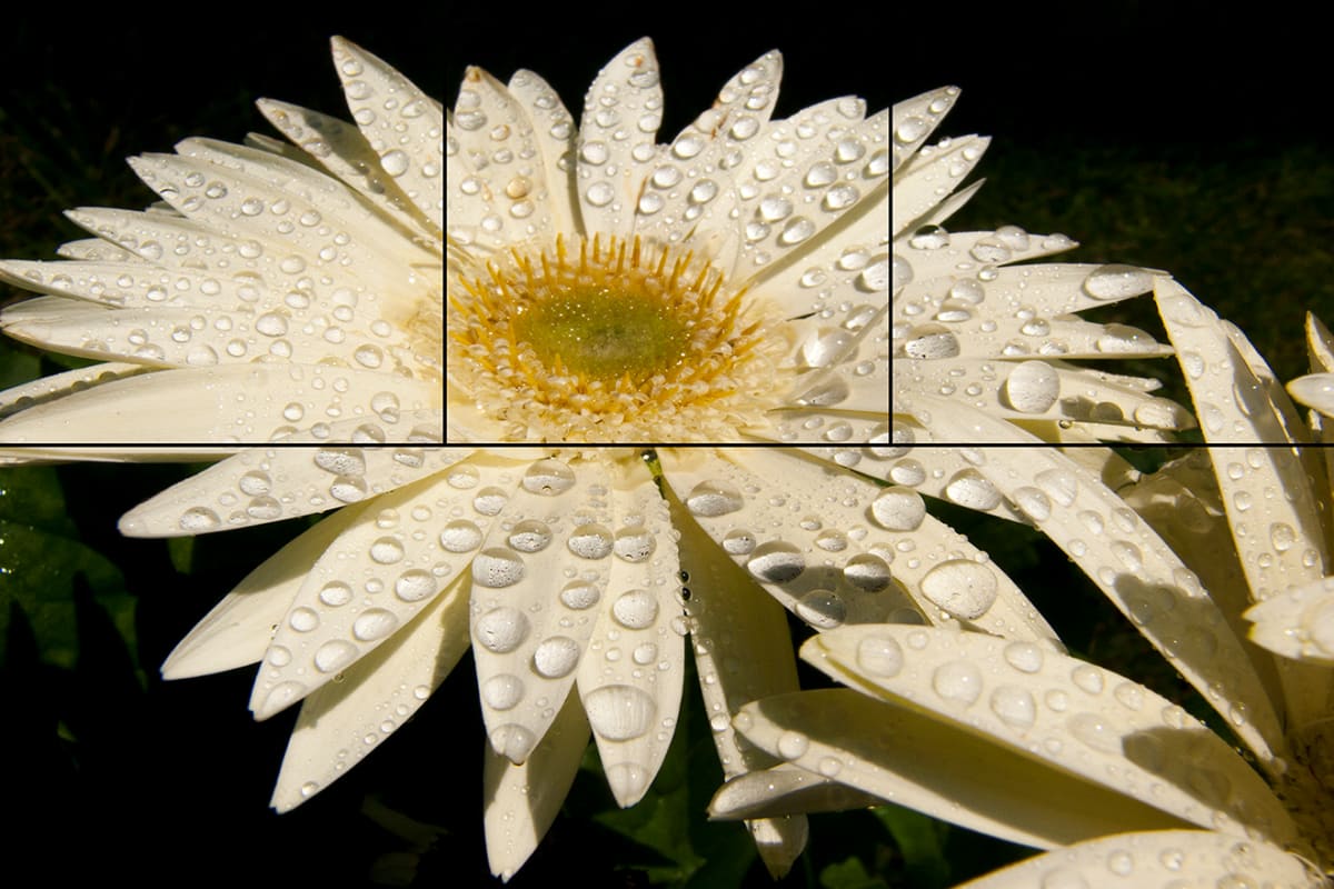 White Gerbera by Juan Bernal 