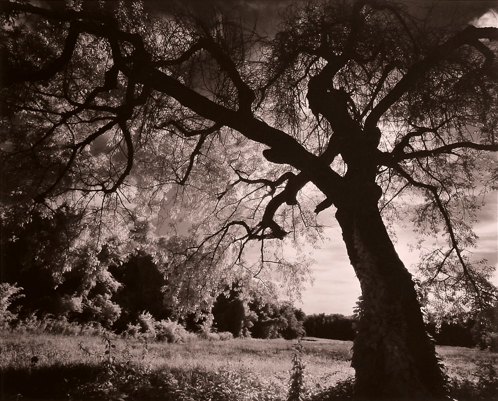 Summer Field by Gary Bartoloni 