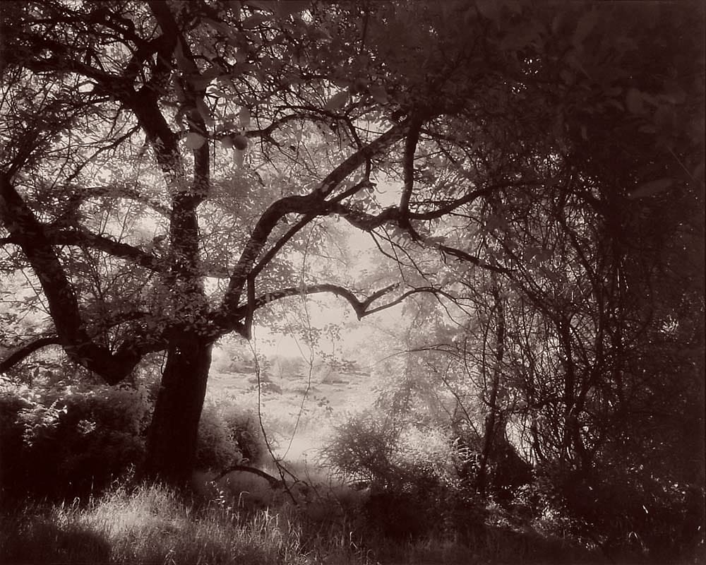 Beneath the Apple Tree by Gary Bartoloni 