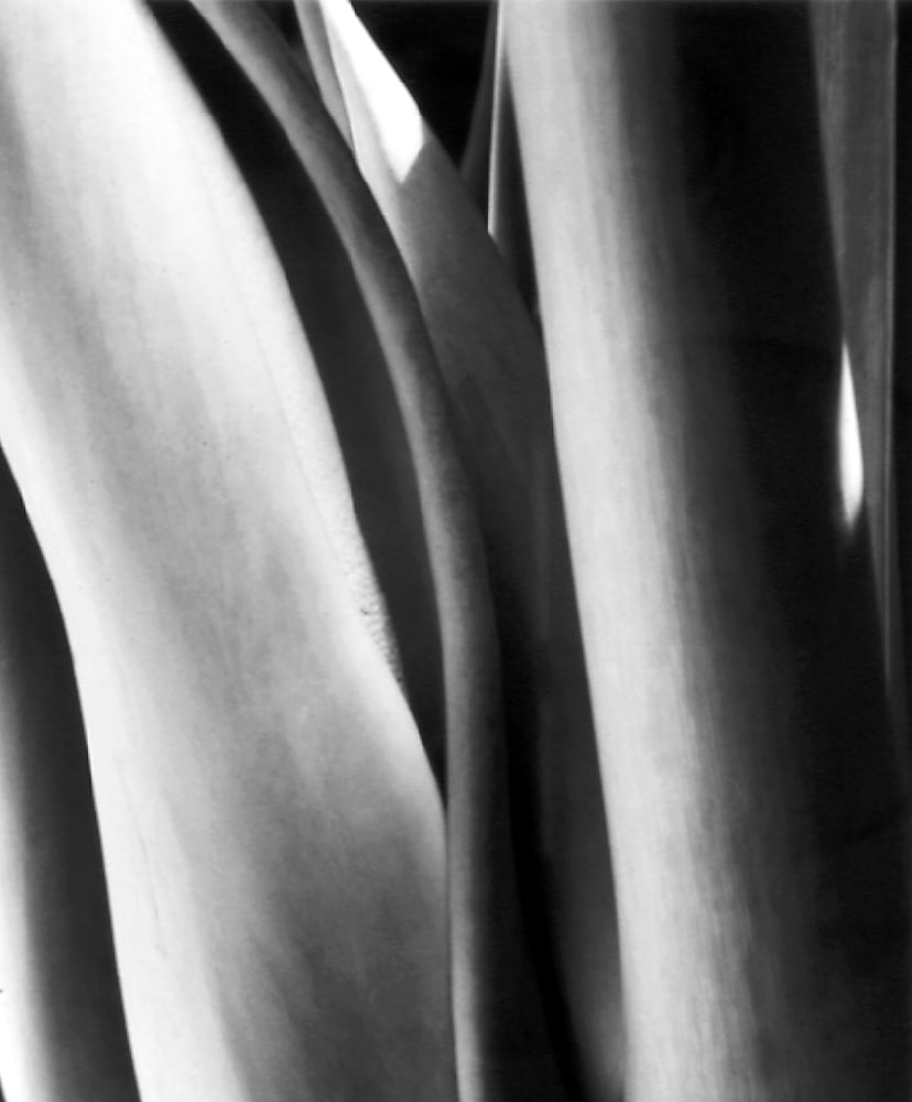 Columns by George Cuddeback, Image 13.