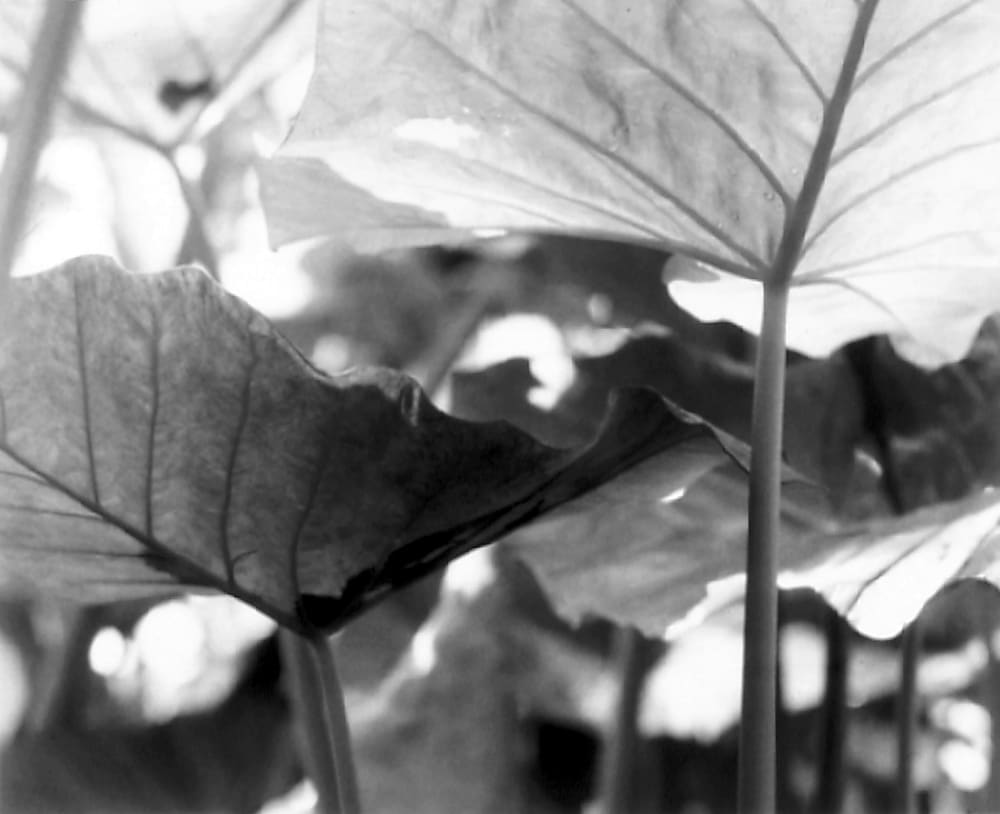 Floating Light by George Cuddeback, Image 11.