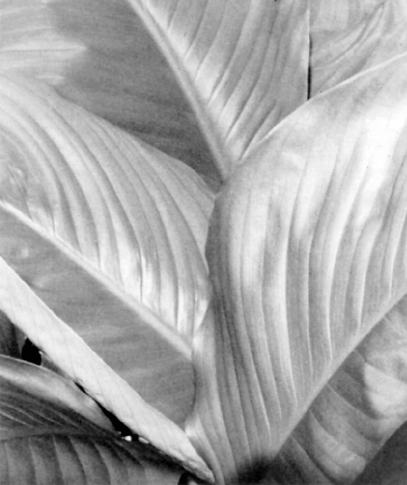 O'Keefe Leaf by George Cuddeback 