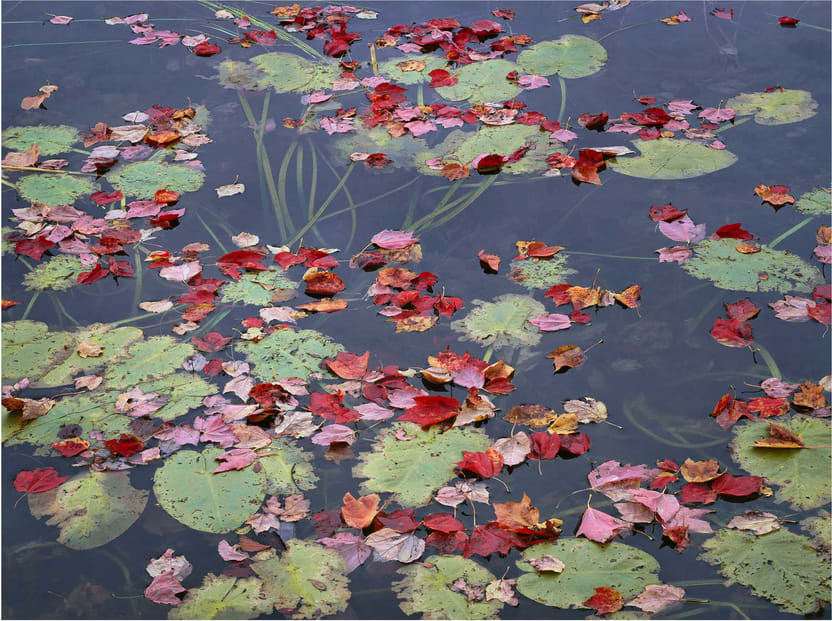 Maple Leaves and Lillypads,  Long Pond, Acadia, Maine 2000 by Charles Cramer 