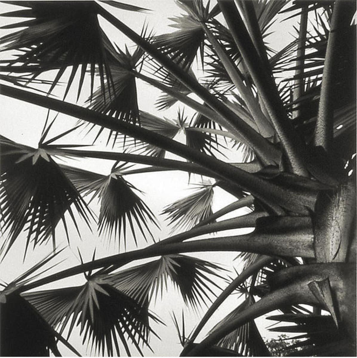 Palm Sky by Joe Jurson 