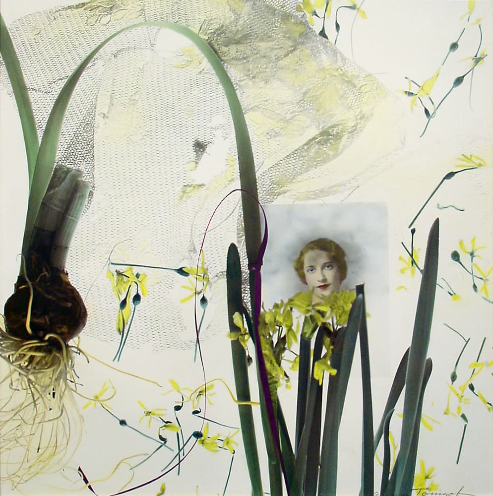 Narcissus I by Anna Tomczak 