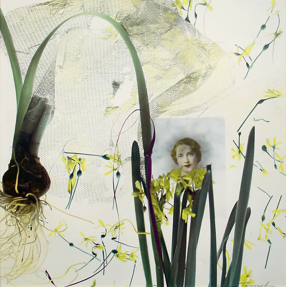 Narcissus I by Anna Tomczak, Image 1.