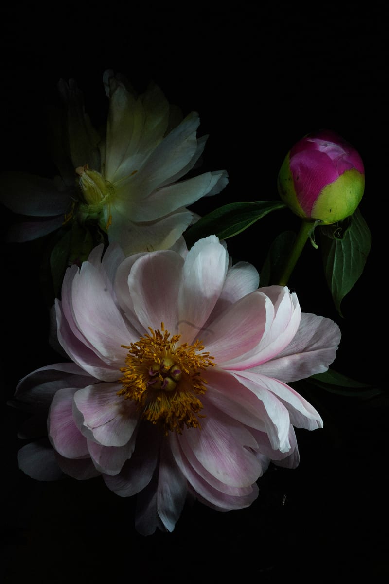 Trois Pivoines by Suzanna Mars 