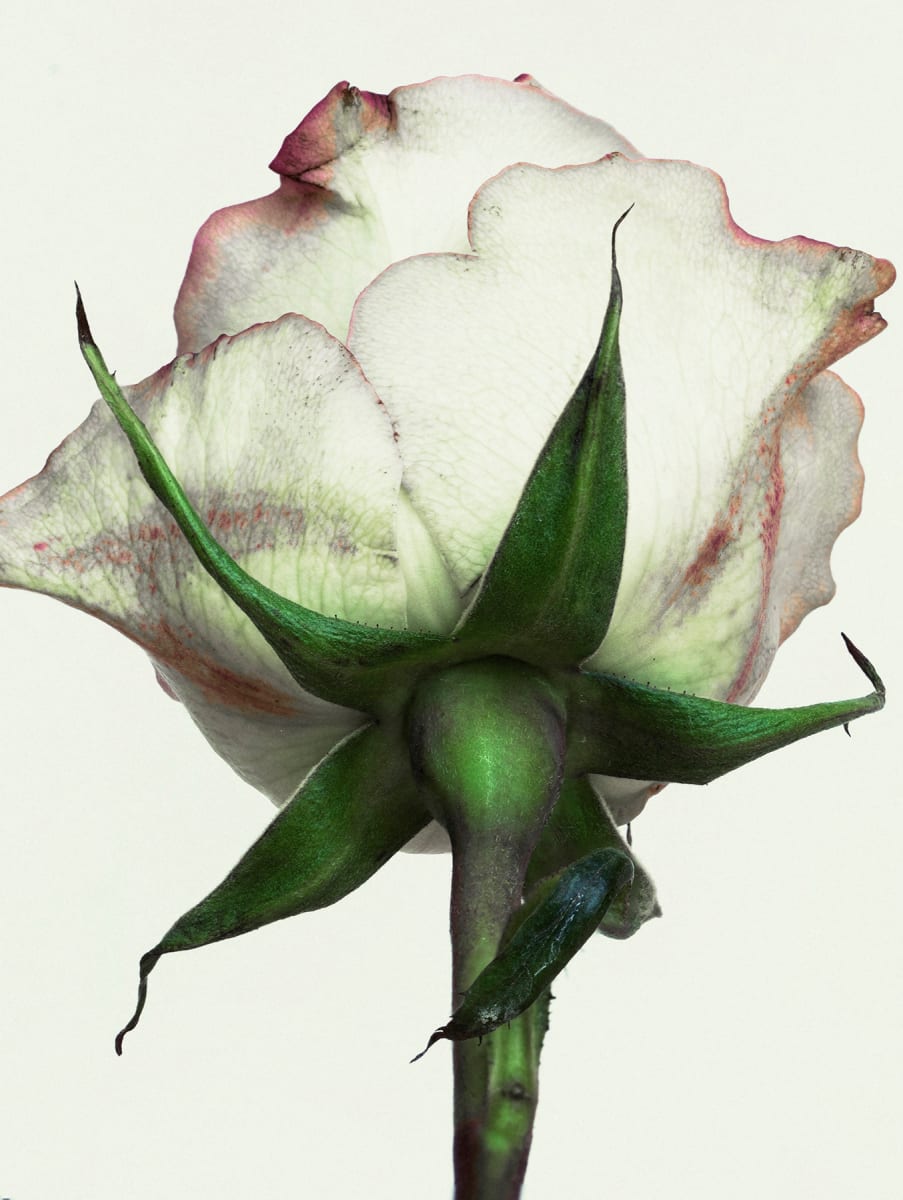 White Rose by Suzanna Mars 