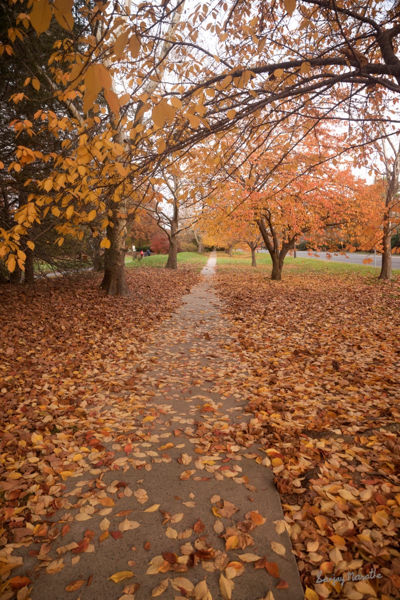 Golden Carpet Landscape (2021) by Sanjay Marathe  Image: A carpet of orange brown leaves decorates a cycle path in Plainsboro, New Jersey, USA.