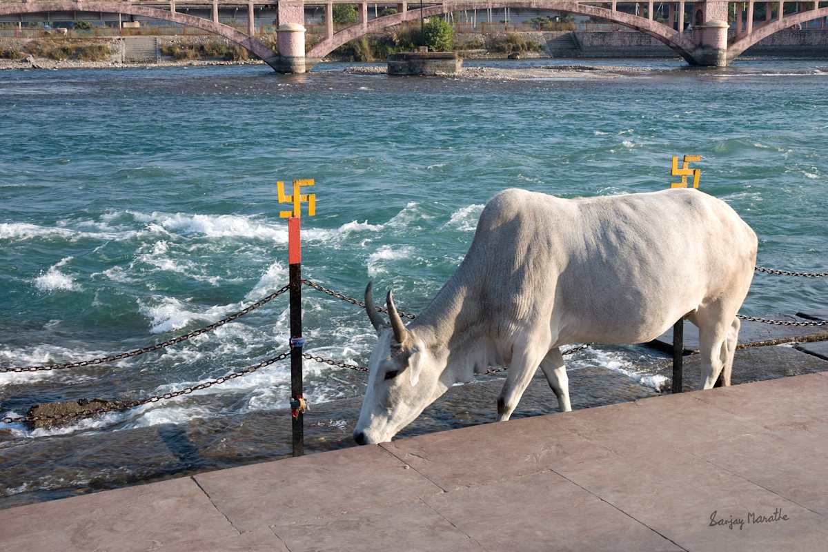 Holy Cow, Haridwar (2005) by Sanjay Marathe  Image: A cow strolls along the emerald river Ganges at Har-Ki-Pauri ghat at Haridwar, Uttarakhand, India.