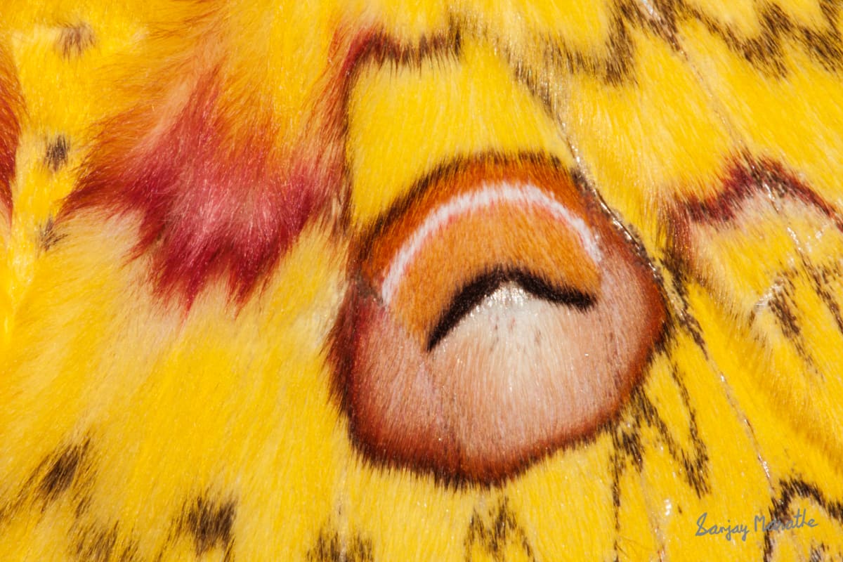 Emperor's Eye-1, Abstract by Sanjay Marathe  Image: Emperor's Eye 1 is an extreme close-up of the Golden emperor moth's wing pattern from my Abstract Textures series. I made this photograph in the Western ghats of India, at middle of night, as moths are mostly nocturnal beings. I had just a few seconds to visualize, compose, focus and shoot my frame before my subject moved.