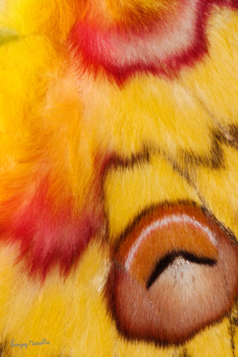 Emperor's Eye-2, Abstract by Sanjay Marathe  Image: Emperor's Eye 2 is an extreme close-up of the Golden emperor moth's wing pattern from my Abstract Textures series. I made this photograph in the Western ghats of India, at middle of night, as moths are mostly nocturnal beings. I had just a few seconds to visualize, compose, focus and shoot my frame before my subject moved.