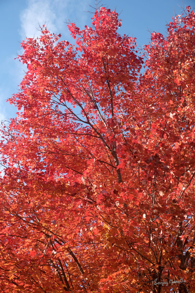 Red Maple-1, Fall Colors by Sanjay Marathe  Image: Captured in their full autumn glory, this series of photographs showcases the striking red vibrancy of maple leaves. Each image reflects the timeless beauty and warmth of fall as nature paints the landscape with bold, fiery colors.