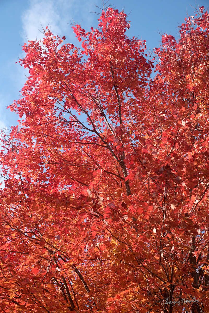 Red Maple-1, Fall Colors by Sanjay Marathe, Image 2.